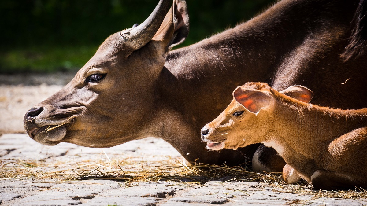 Nachwuchs im Tierpark Hellabrunn, Nachwuchs im Zoo. Foto: Tierpark Hellabrunn/Annette Wagner
