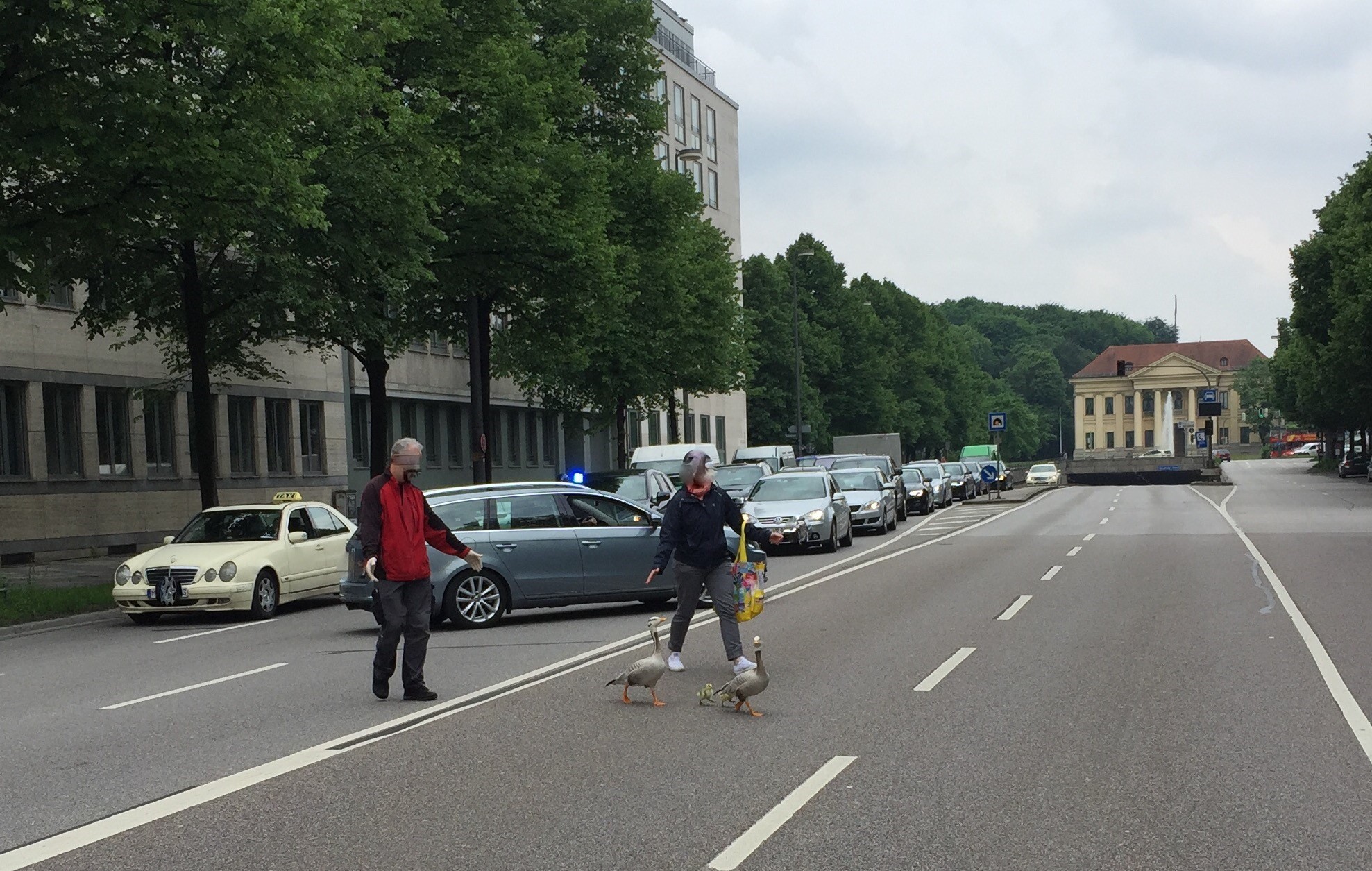 Prinzregentenstraße - Sperrung wegen Gänsen auf der Fahbahn, Straße gesperrt - Hier werden die Gänse sicher ans Ziel gebracht - Foto: Polizei München