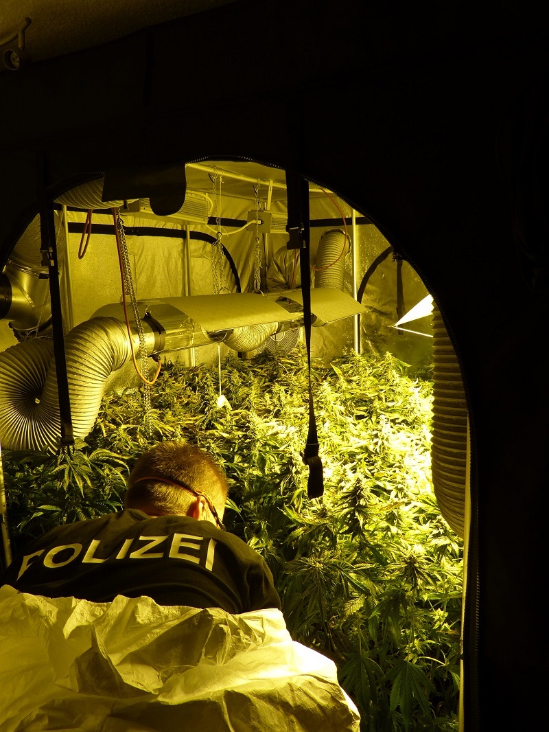 Marihuana-Plantage in einer Münchner Wohnung gefunden., Foto: Lka Bayern