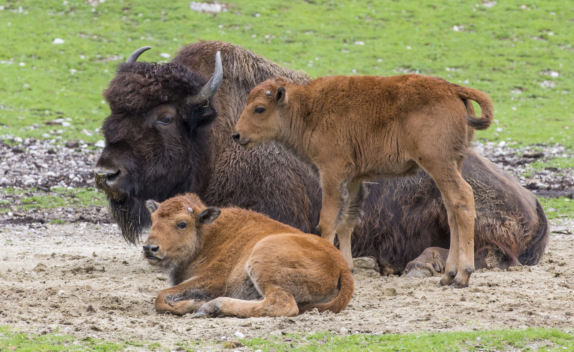 Waldbison Babys im Zoo Hellabrunn, Die Waldbison-Babys Peterle und Päuschen im Zoo Hellabrunn Foto: Marc Mueller
