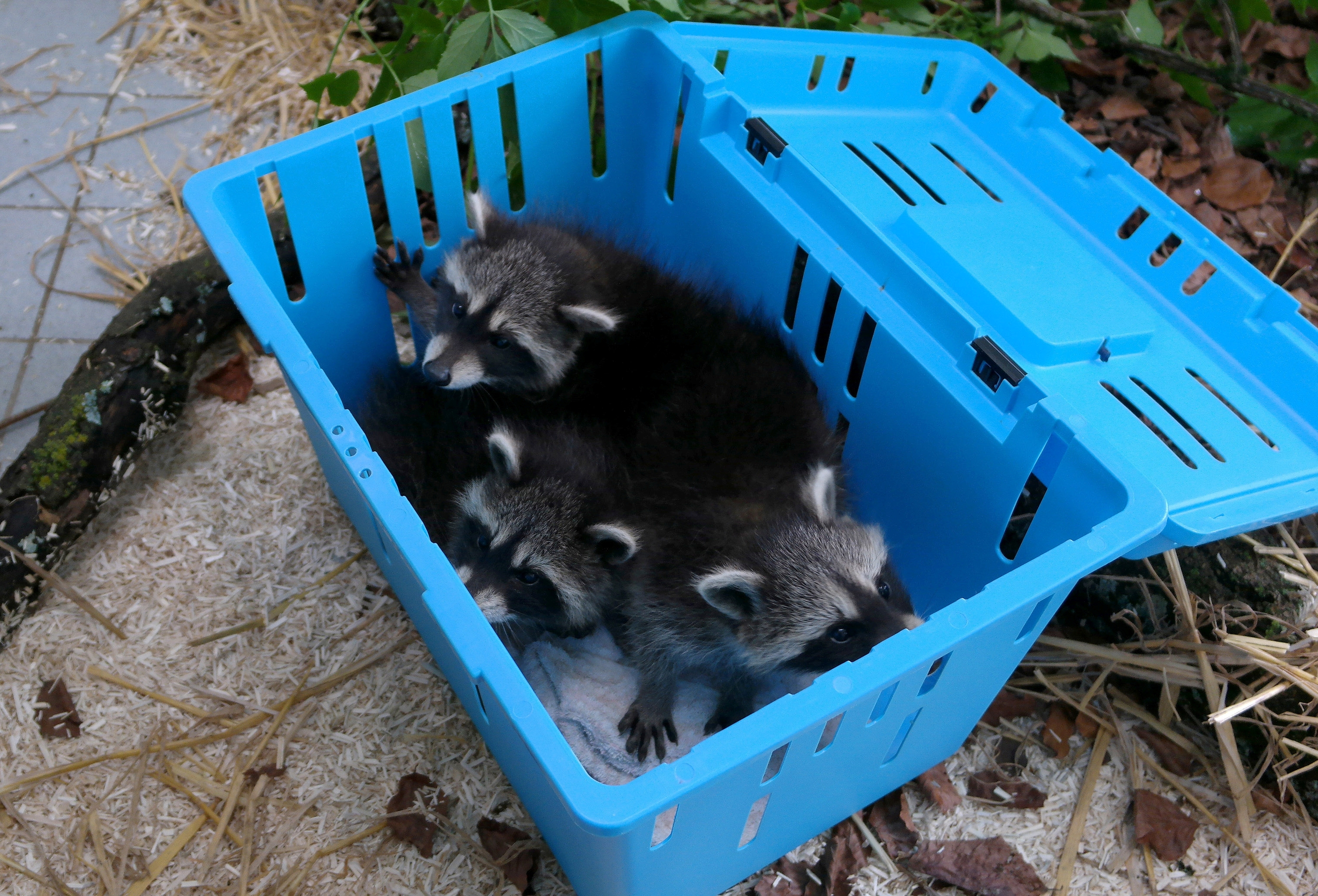 Drei Waschbär-Babys haben ihre Mutter verloren, Drei Waschbär-Babys haben ihre Mutter verloren Foto: Auffangstation für Reptilien, München e.V