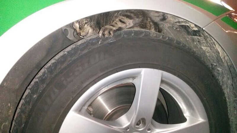 Völlig verängstigt flüchtet diese Katze in den Radkasten des Polizeiautos., Foto: Polizei München