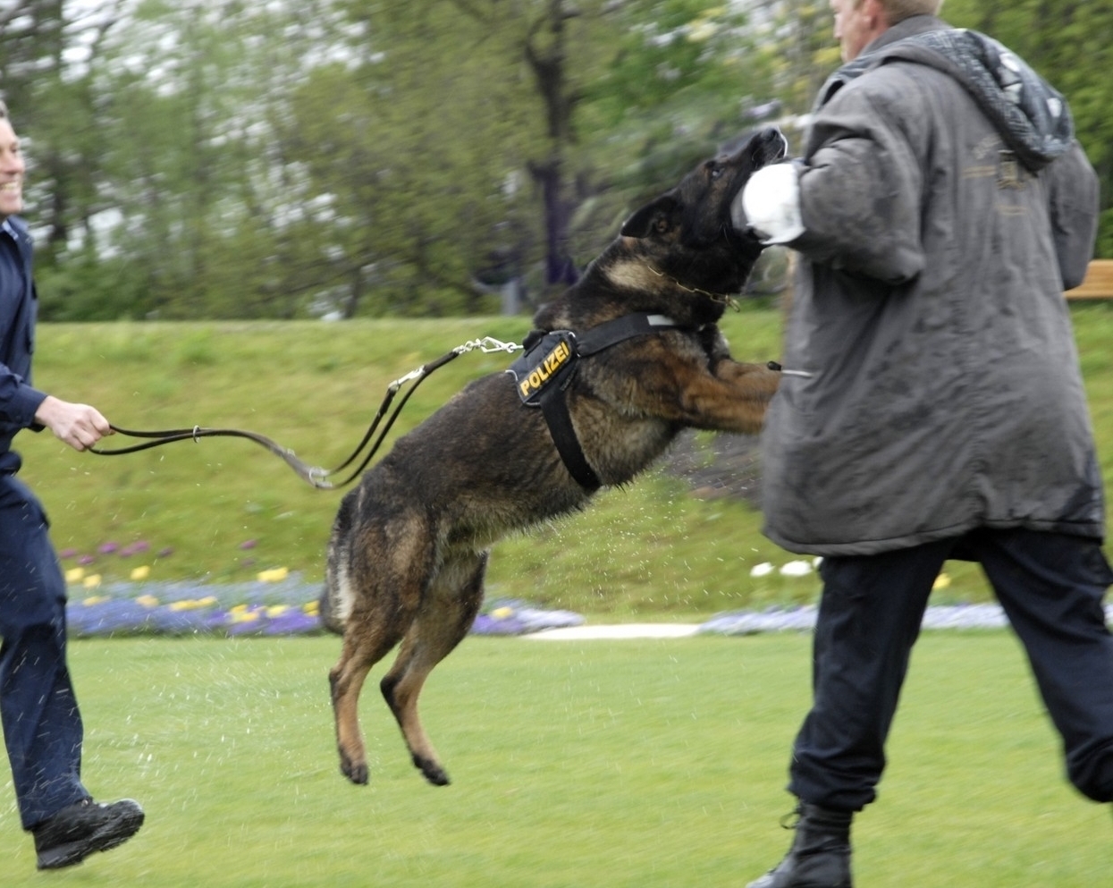 Polizeihund beim Training, In Bayern ist die Zahl der Verletzten durch Hundebisse. Foto: Polizeihund beim Training