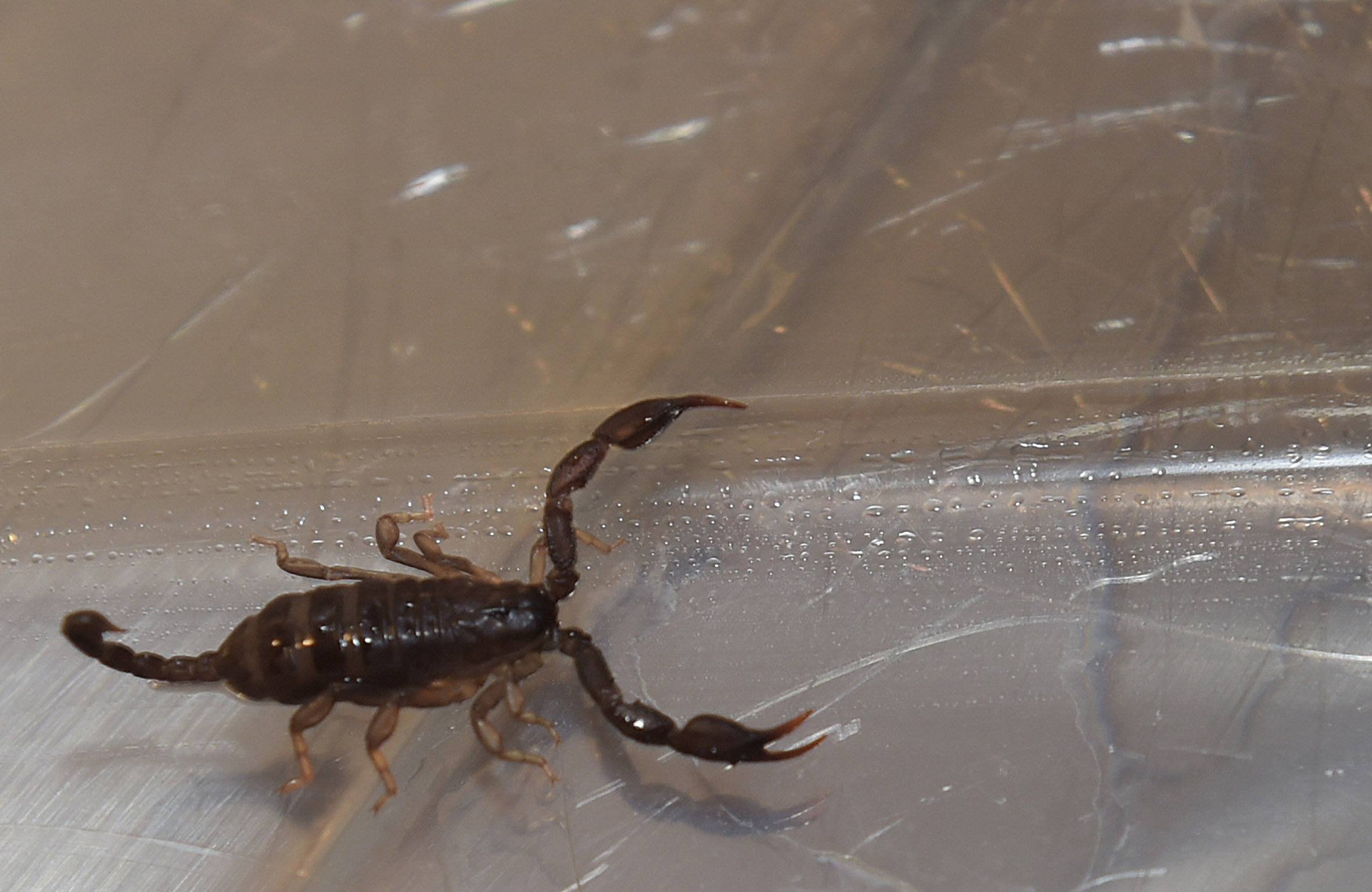 Detailbild Skorpion Feuerwehr, Tierischer Einsatz: Skorpion in Obstsalat gefunden - Foto: Berufsfeuerwehr München