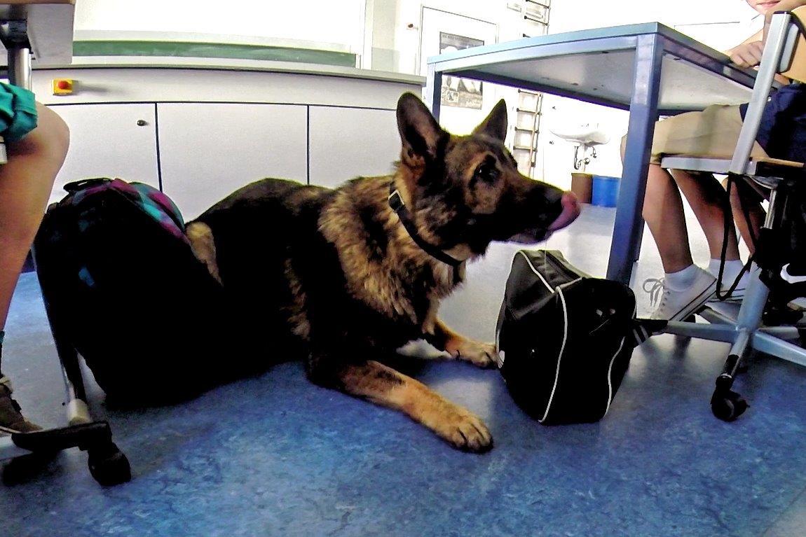 Der Hund Herkules im Klassenzimmer, Herkules zeigt Fund an - Foto: Polizei