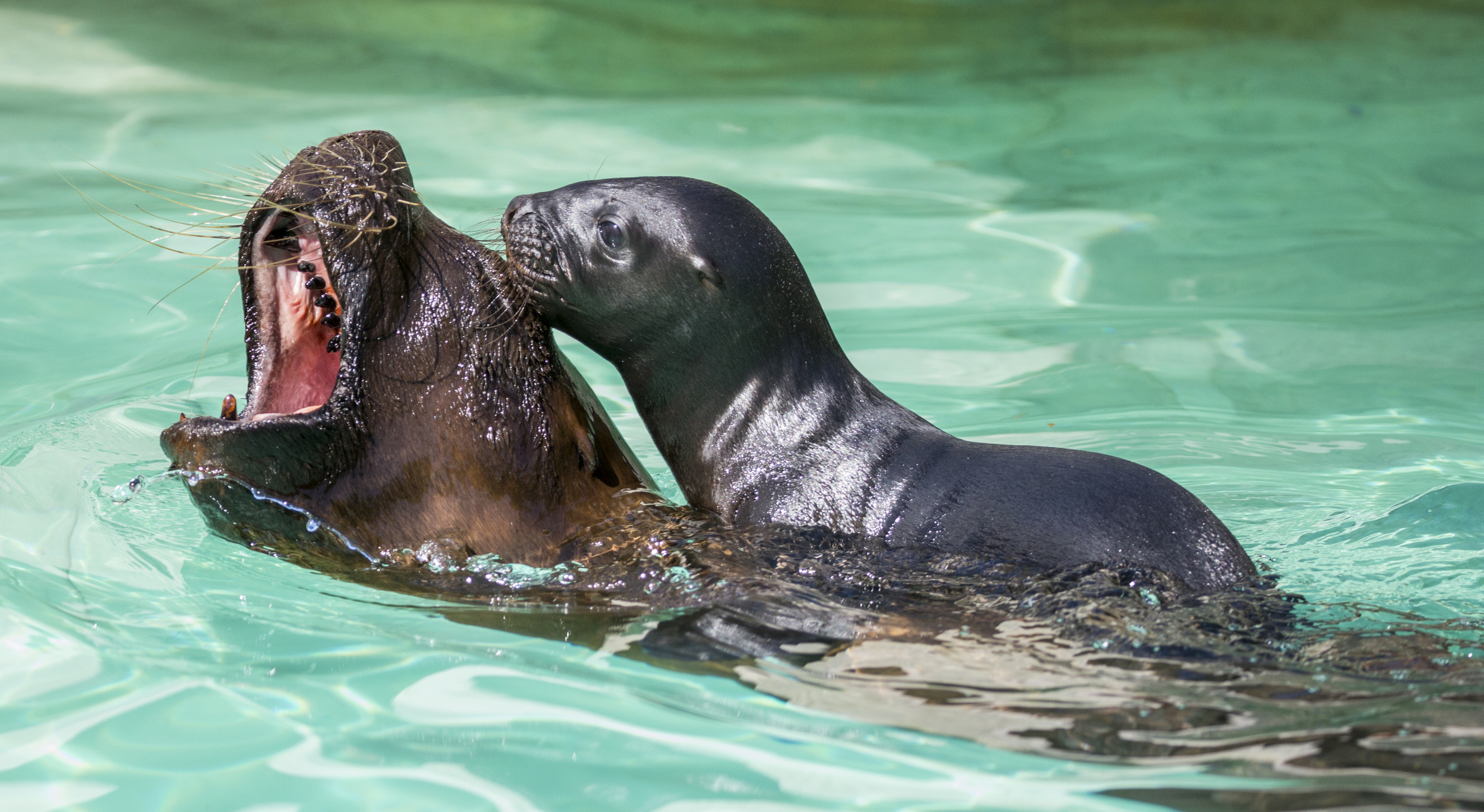 Babyrobben im Tierpark Hellabrunn, Foto: Tierpark Hellabrunn/Marc Müller