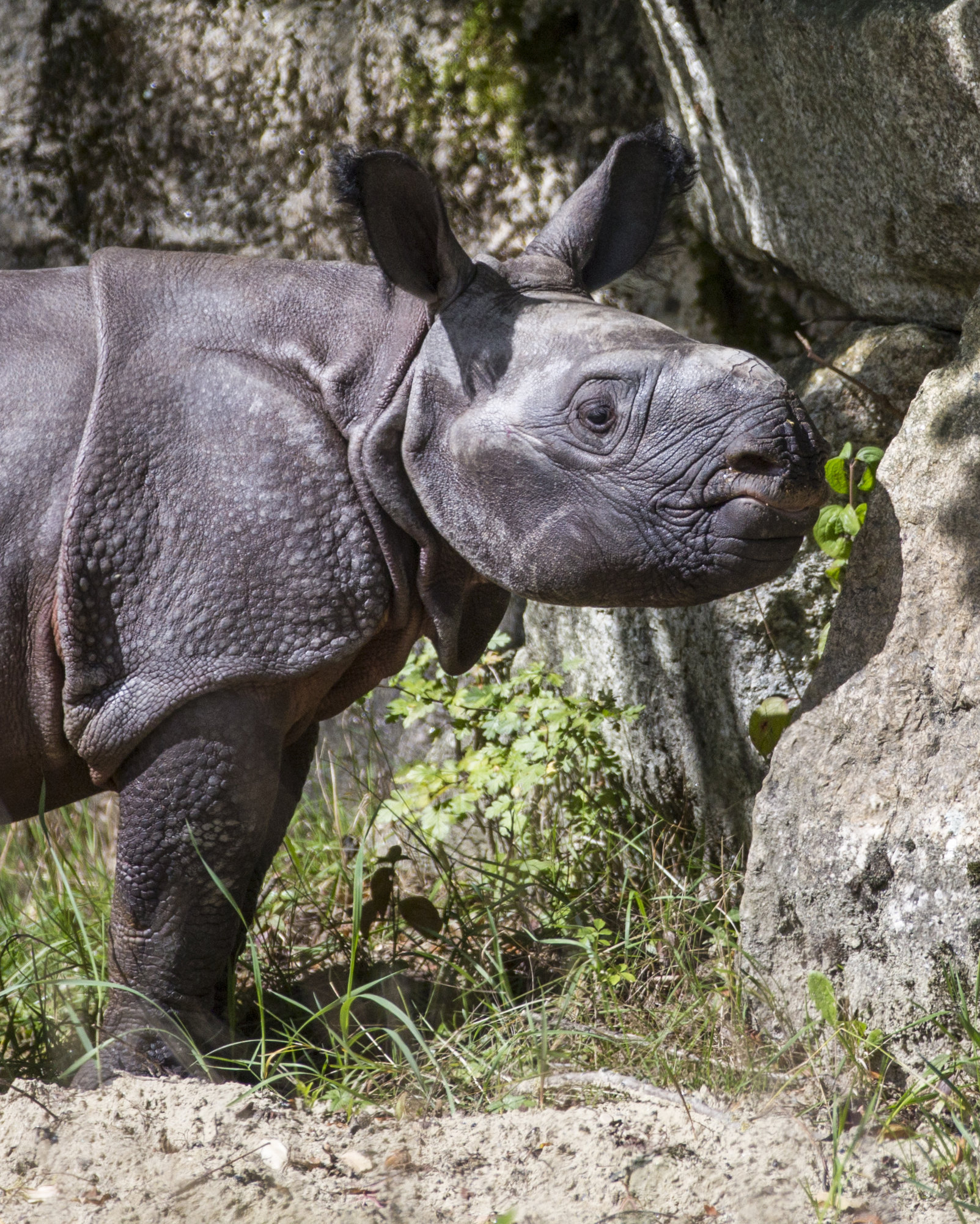 Panzernashornbaby im Tierpark Hellabrunn, Foto: Marc Müller