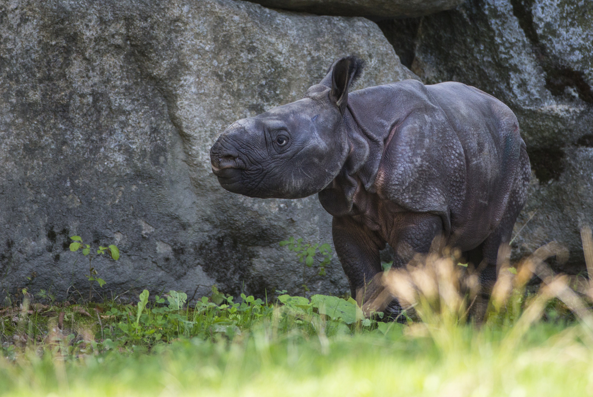 Panzernashornbaby im Tierpark Hellabrunn, Foto: Marc Müller