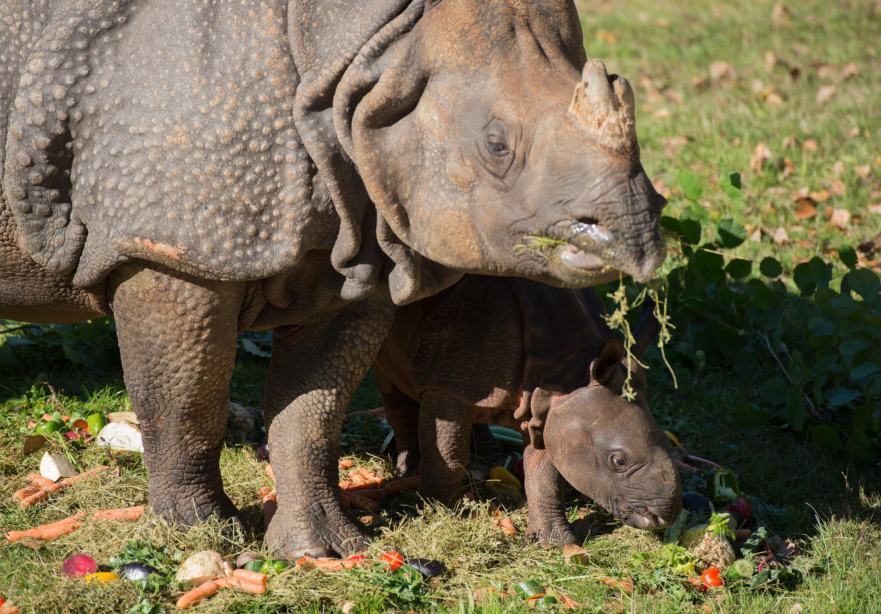Panzernashornbaby im Tierpark Hellabrunn mit der Mutter, Fotos: Tierpark Hellabrunn//Sebastian Widmann