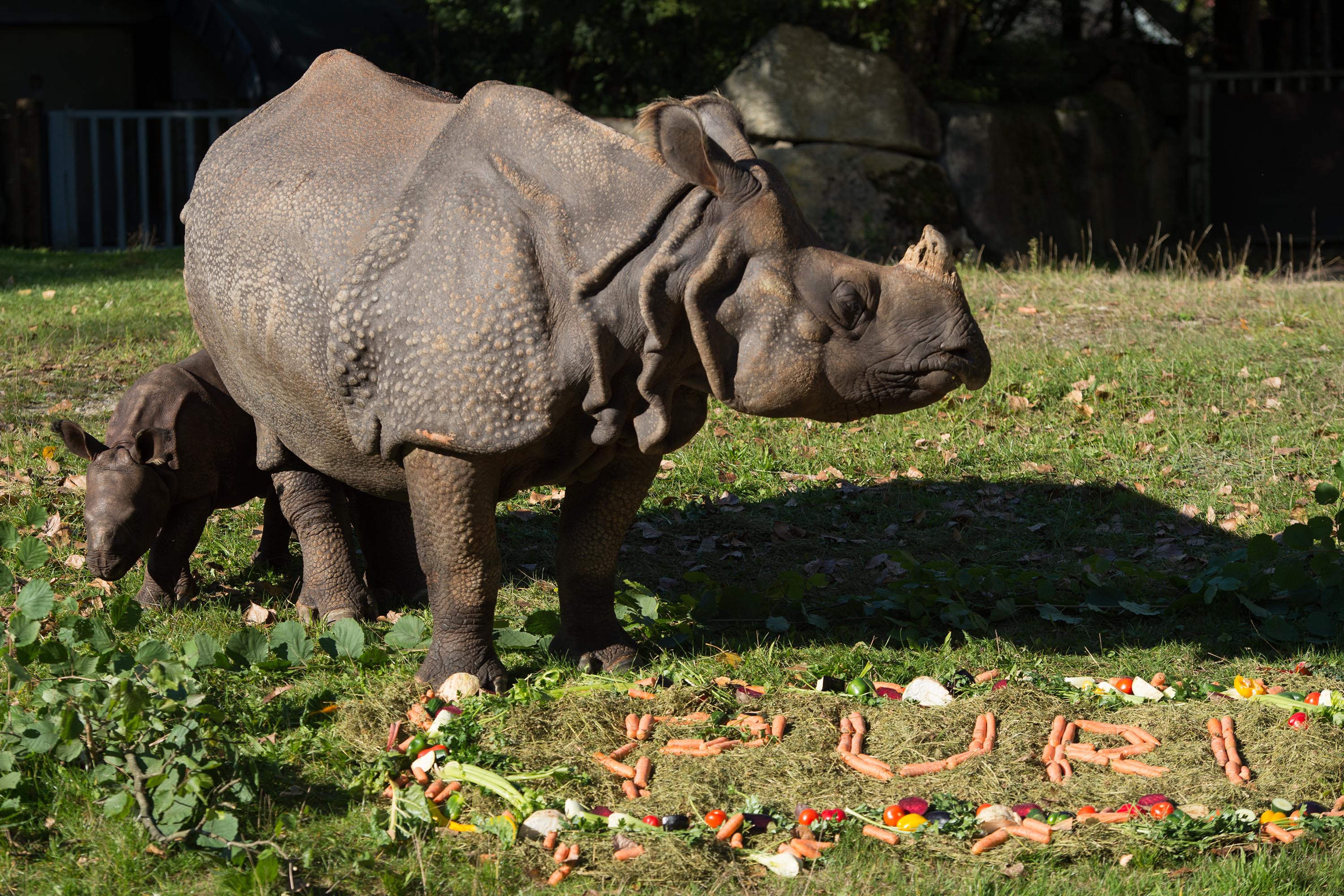 Panzernashornbaby im Tierpark Hellabrunn mit der Mutter, Fotos: Tierpark Hellabrunn//Sebastian Widmann