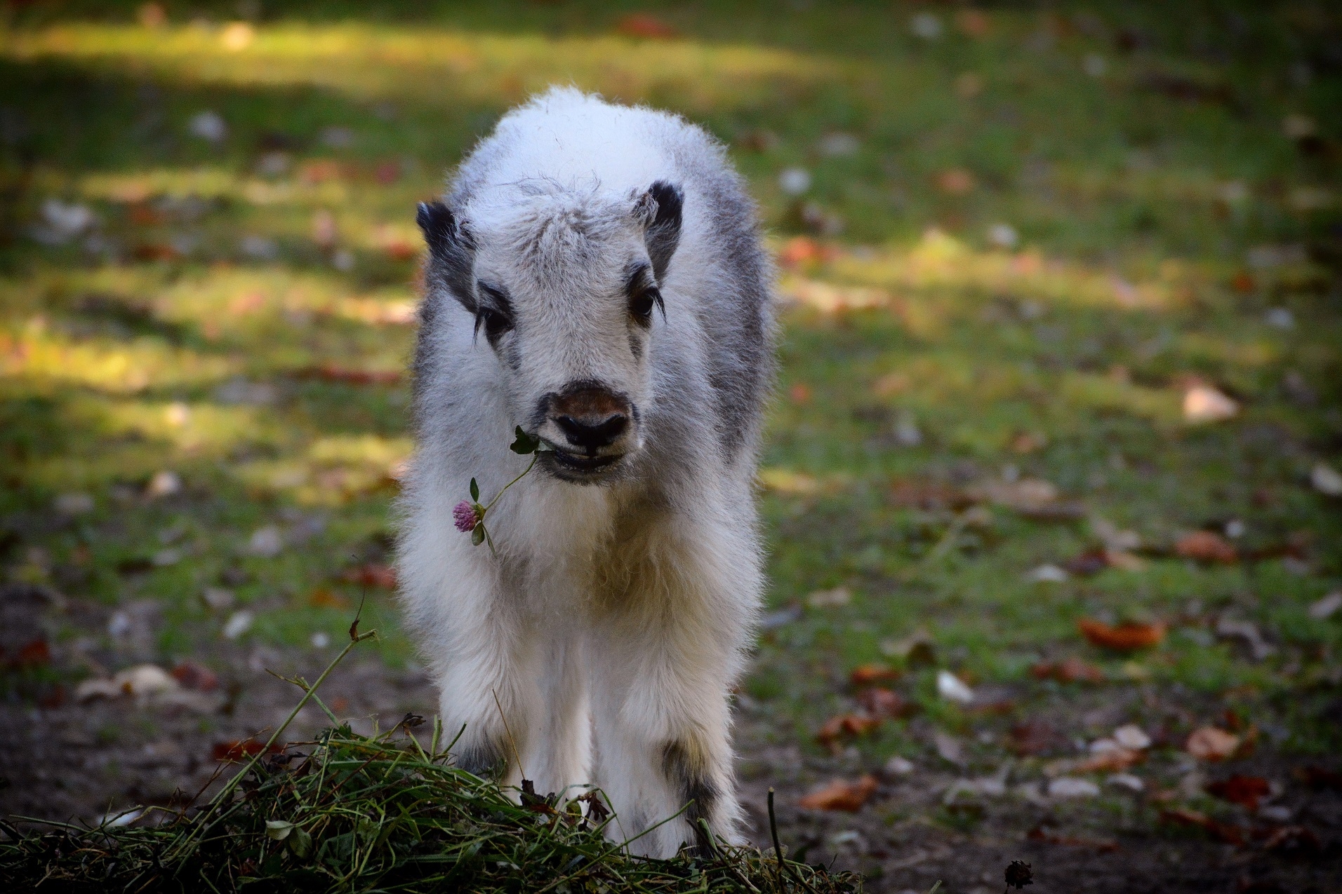 Yak-Kälbchen in Hellabrunn, Foto: Tierpark Hellabrunn /Susanne Bihler