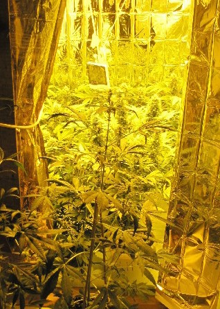 Cannabispflanzen , Foto: Polizei