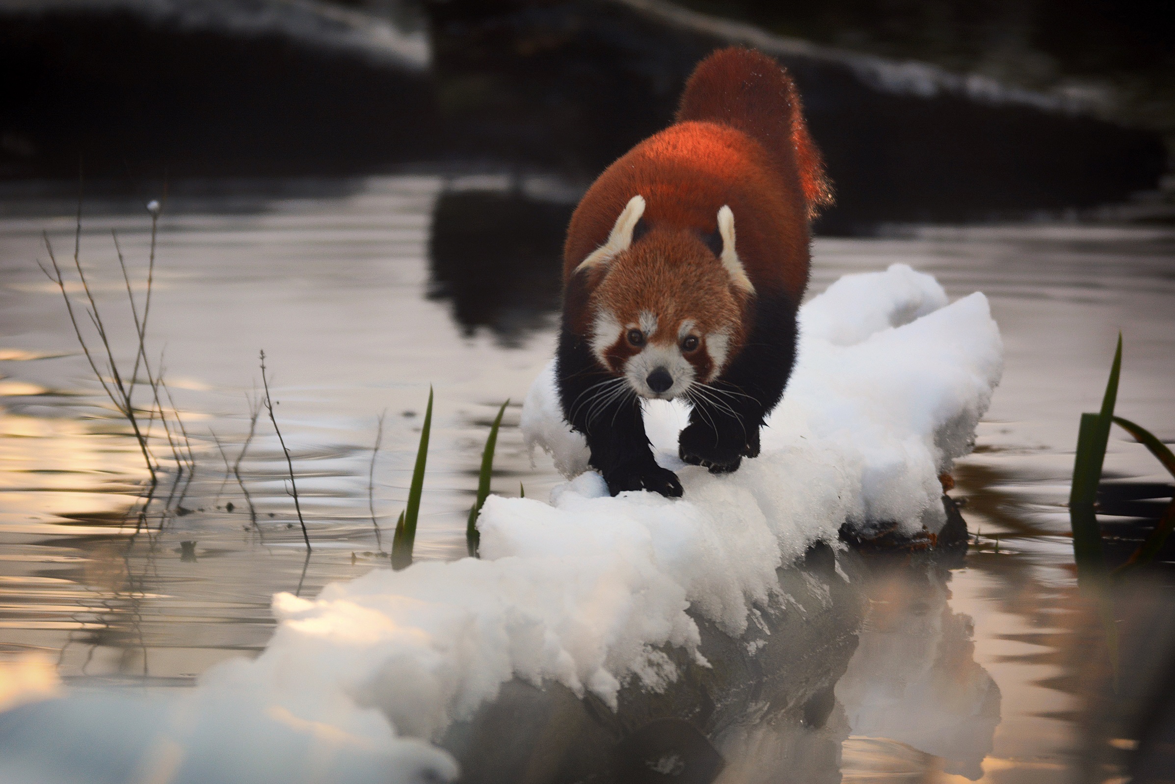 Panda Hellabrunn, Panda - Foto: Tierpark Hellabrunn/Bihler Photography