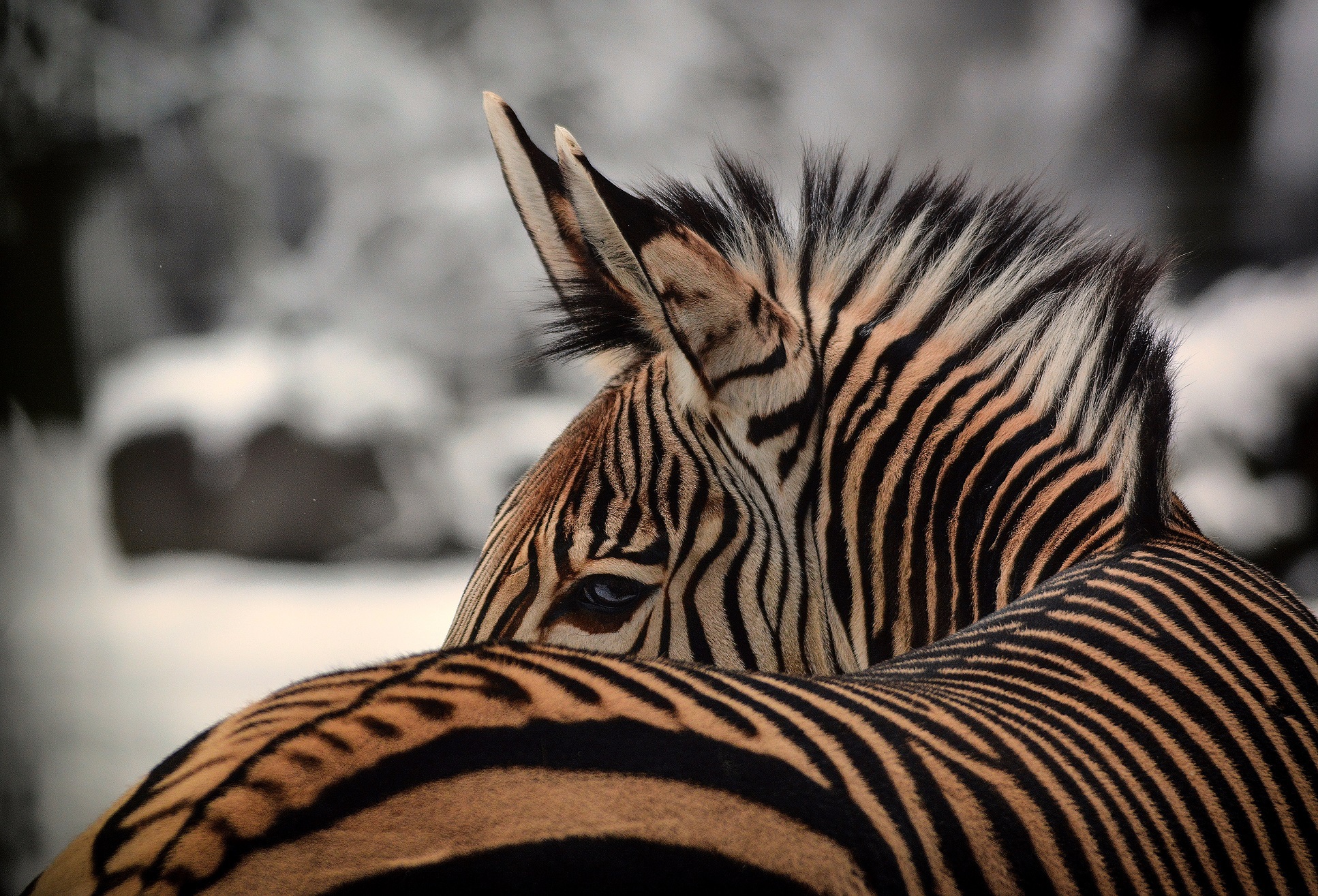 Zebra Hellabrunn, Zebra - Tierpark Hellabrunn/Bihler Photography
