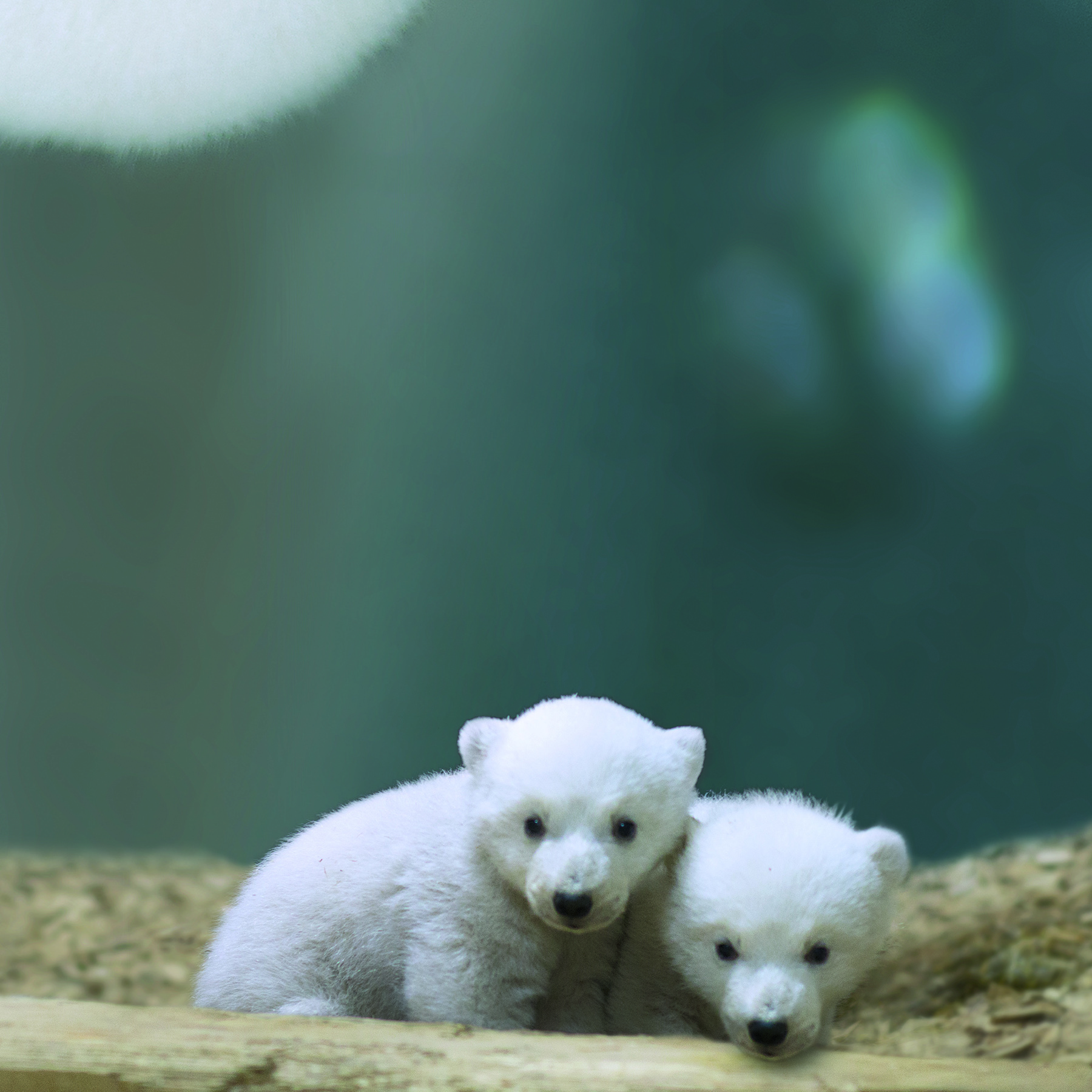 Eisbärbabys feiern zweiten Geburtstag im Tierpark Hellabrunn, Die Eisbärbabys im Februar - Foto: Tierpark Hellabrunn/Marc Müller