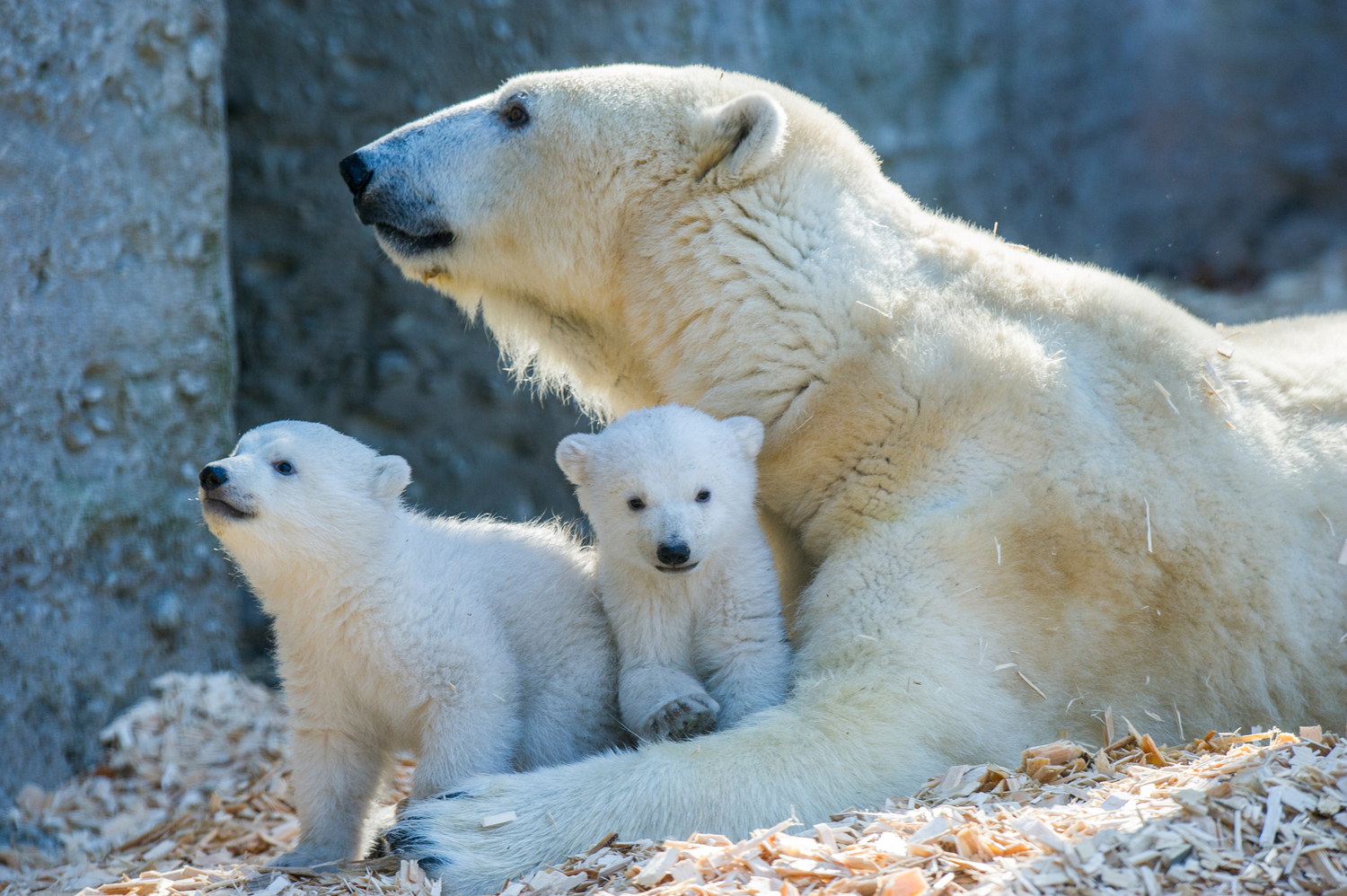 Eisbärbabys feiern zweiten Geburtstag im Tierpark Hellabrunn, Die Eisbärbabys mit ihrer Mutter im März - Foto: Tierpark Hellabrunn/Marc Müller