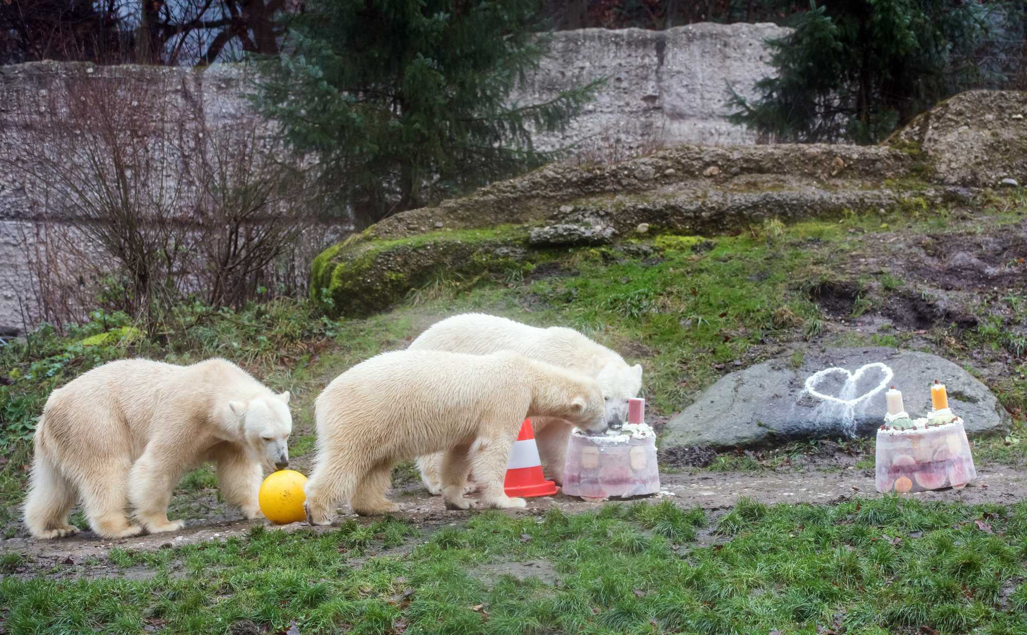 Die Eisbären und ihre Mutter essen Eistorte, Die Eisbären mit ihrer Mutter - Foto: Tierpark Hellabrunn/Joerg Koch
