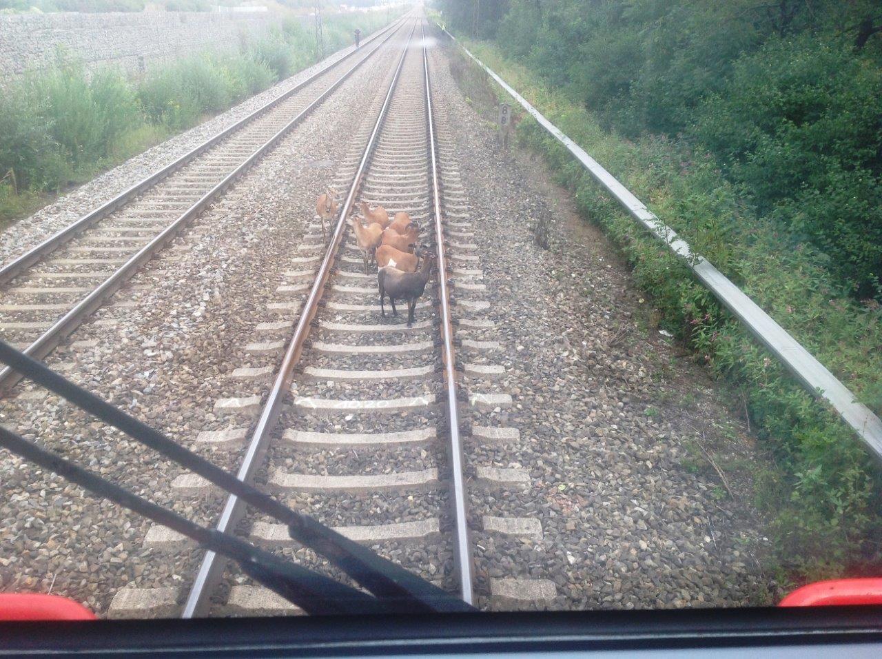 Schafe stehen auf Zugleisen, Foto: Bundespolizei München
