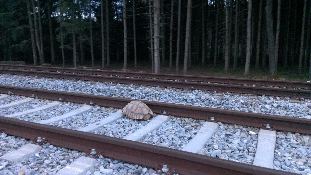 Schildkröte liegt auf Gleisen, Foto: Bundespolizei München