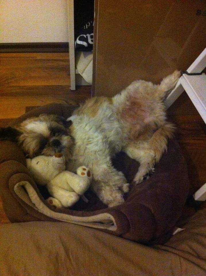 Vermisster Hund