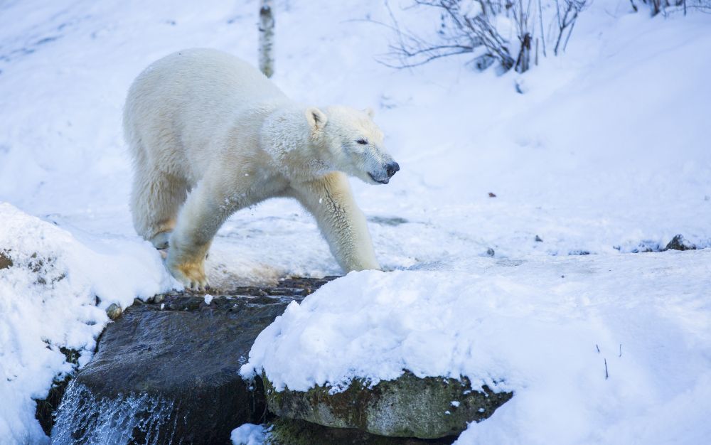 eisbär läuft über fluss im schnee, Marc Müller - Tierpark Hellabrunn