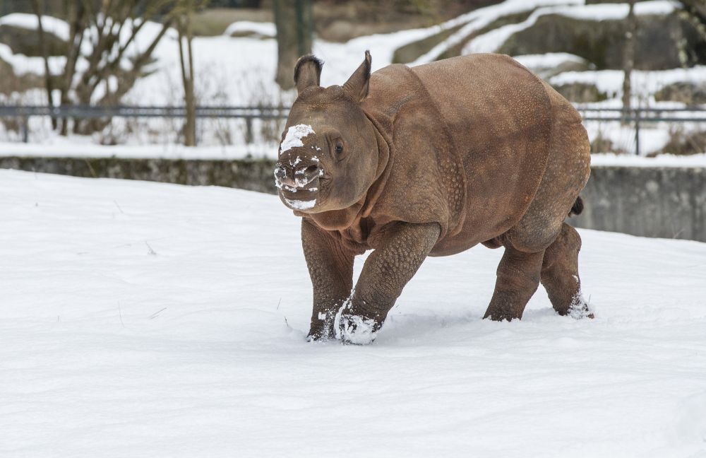 nashorn baby puri im schnee im tierpark hellabrunn, Marc Müller - Tierpark Hellabrunn