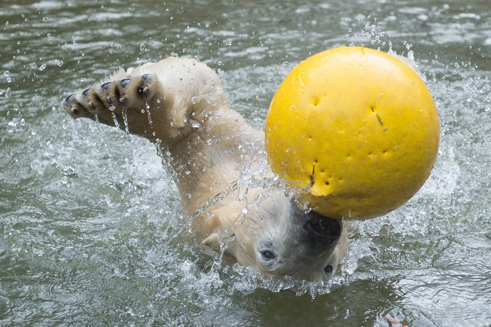 Foto von Nela - Sebastian Widmann Tierpark Hellabrunn