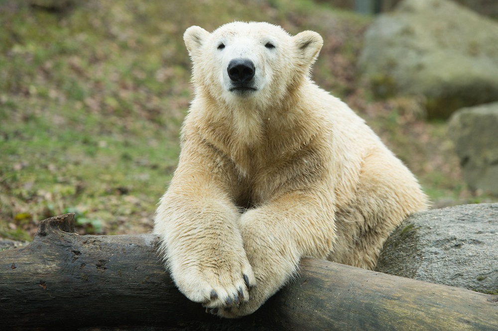 Foto von Nobby - Sebastian Widmann Tierpark Hellabrunn