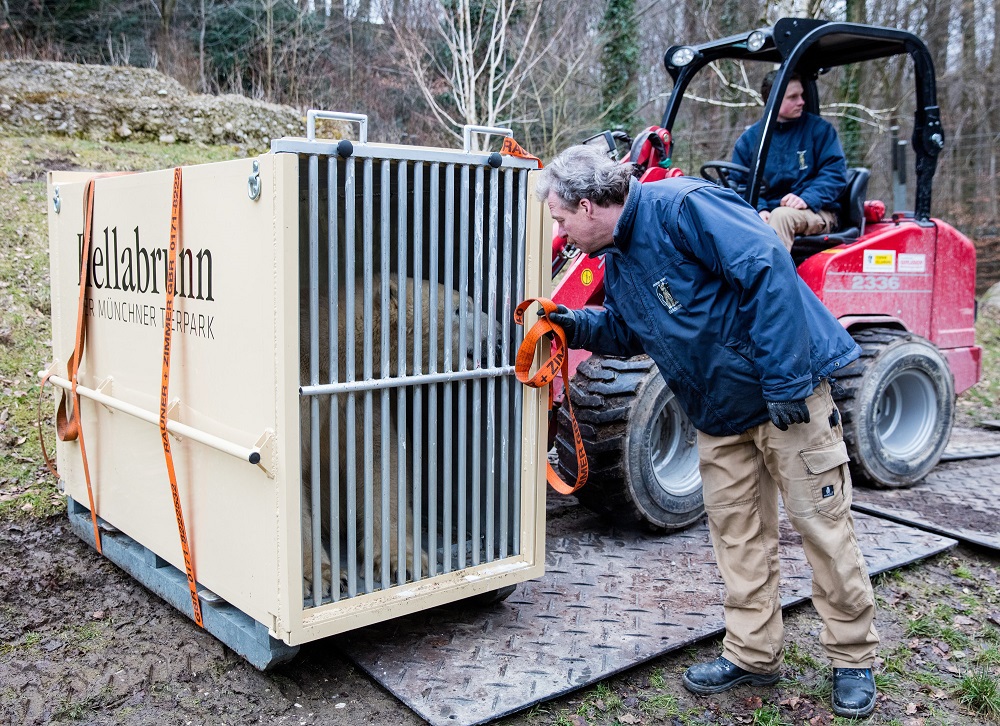 Nobby in seiner Transportbox- Foto Marc Müller/Tierpark Hellabrunn