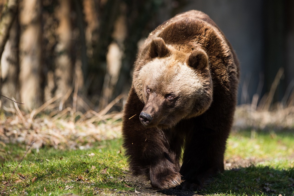 Braunbärin Olga, deutlich erschlankt nach ihrer Winterruhe. Foto: Sebastian Widmann/Tierpark Hellabrunn
