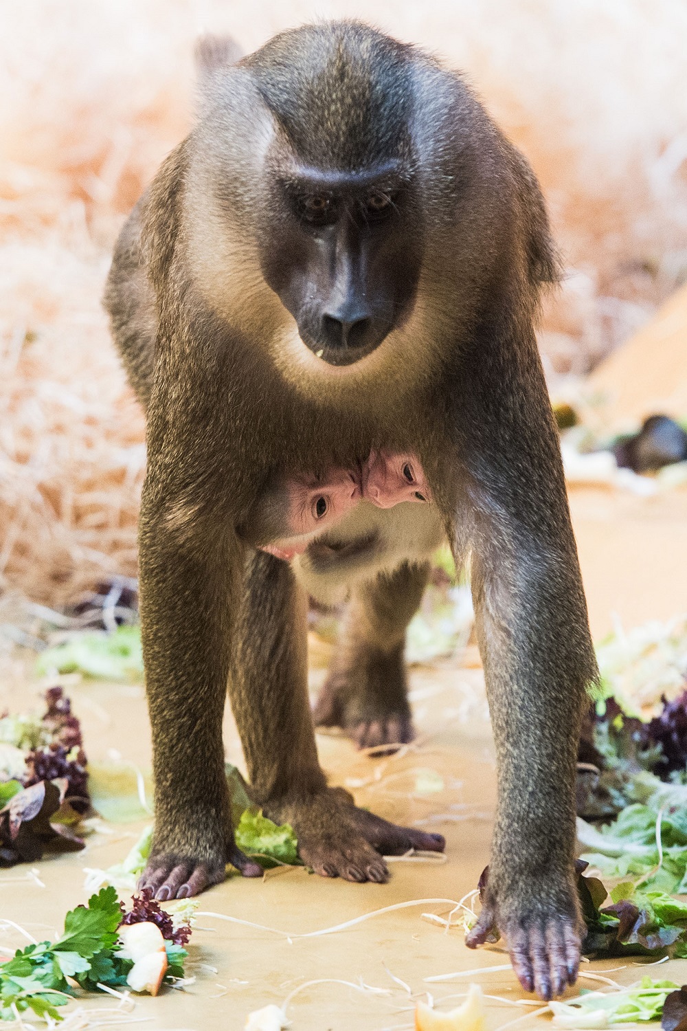 Die Zwillinge klammern sich schutzsuchend an den Bauch ihrer Mutter Afi,die sich liebevoll um die beiden kümmert. Foto: Sebastian Widmann/Tierpark Hellabrunn