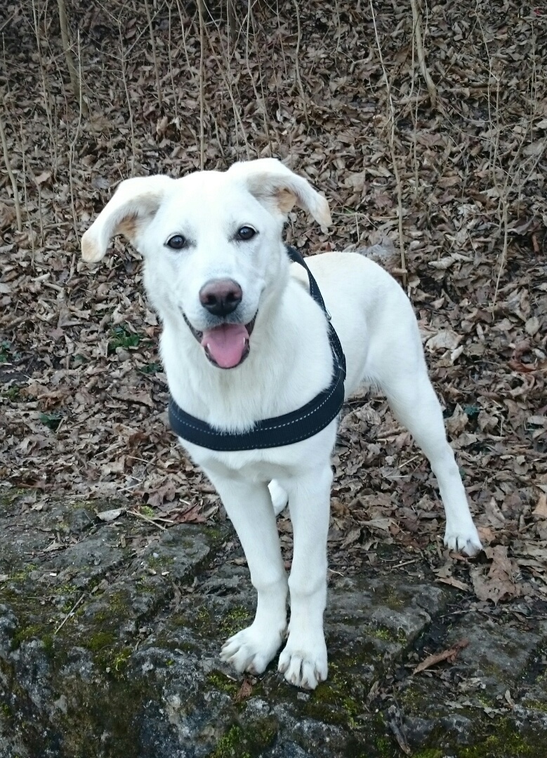 Herreloser Hund wird mit Leckerlies von der Polizei angelockt, Foto: Polizei München
