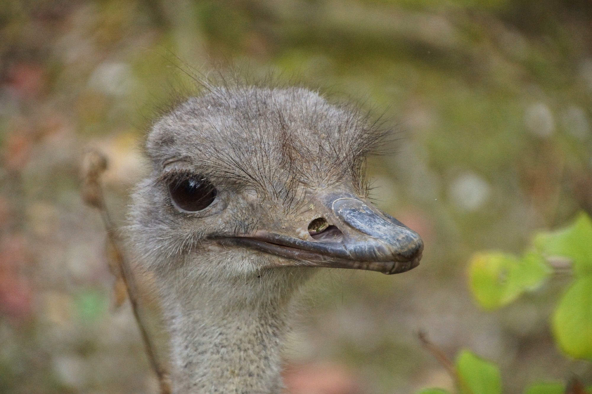 Strauß im Tierpark Hellabrunn, Strauß im Tierpark Hellabrunn - Foto: Eva Korb