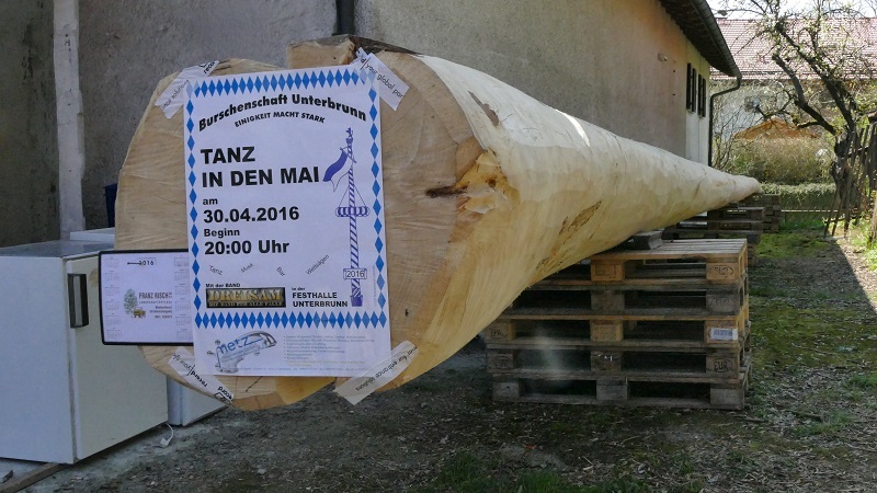 Das gute Stück - der geklaute Maibaum aus Trudering