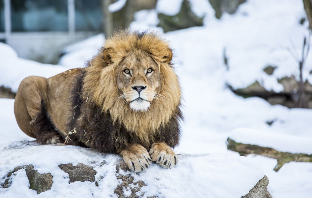löwe im schnee im tierpark hellabrunn liegend, Der Löwe Max - Foto: Marc Müller - Tierpark Hellabrunn