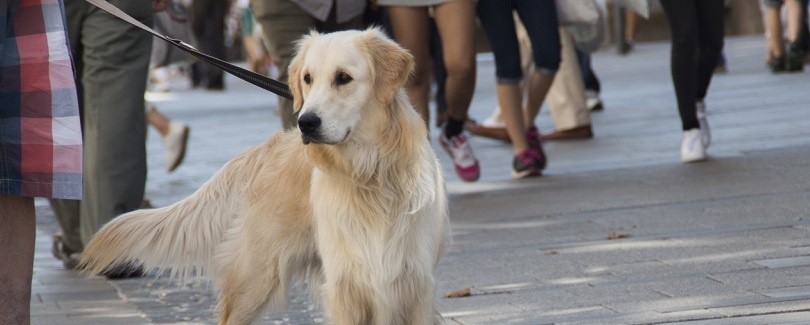 Ein Hund an der Leine, Symbolfoto