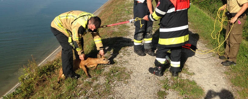 Reh aus der Isar gerettet, Foto: Polizei