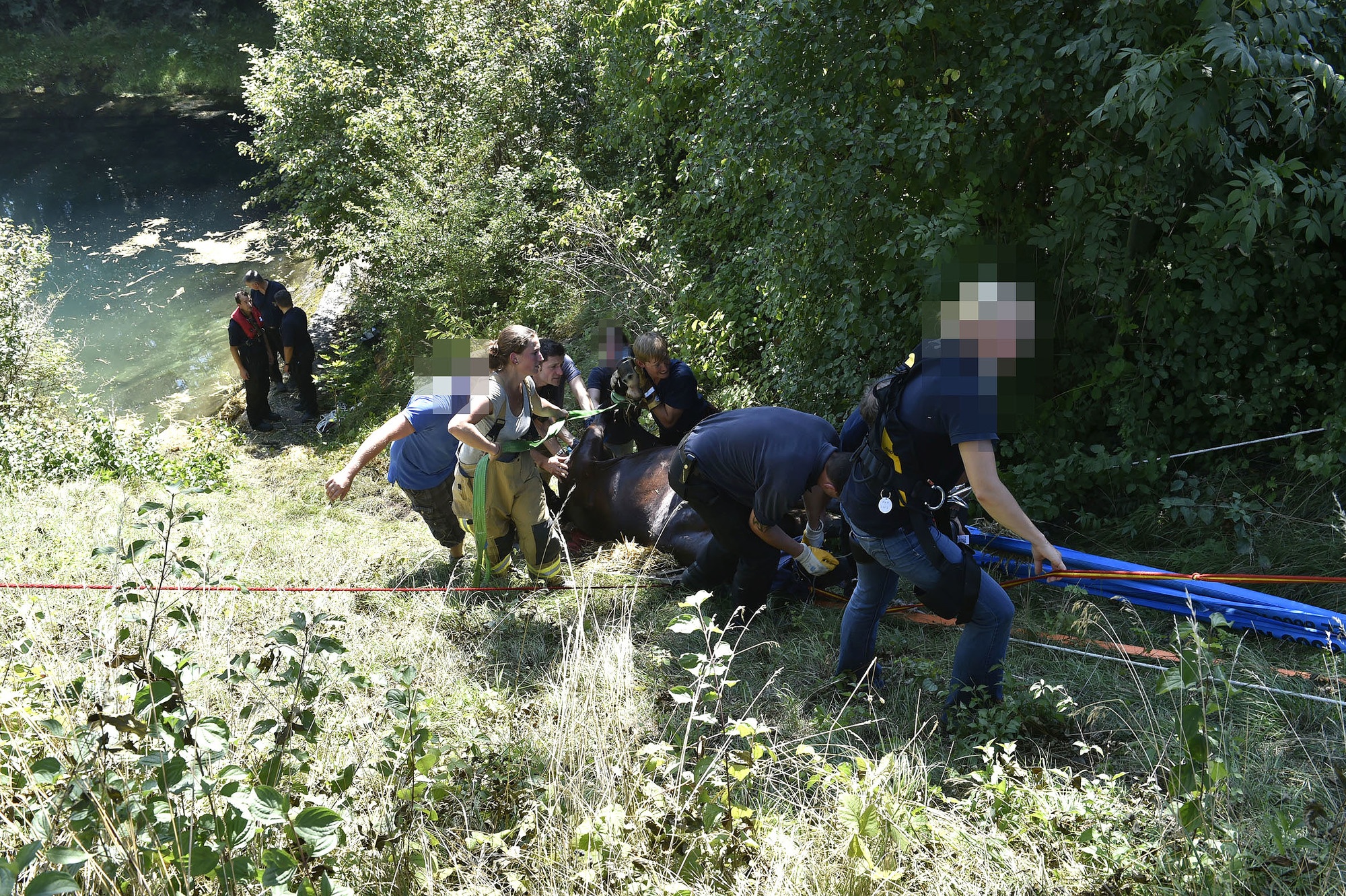 Pferd aus Wassergraben gerettet, Foto: Berufsfeuerwehr München