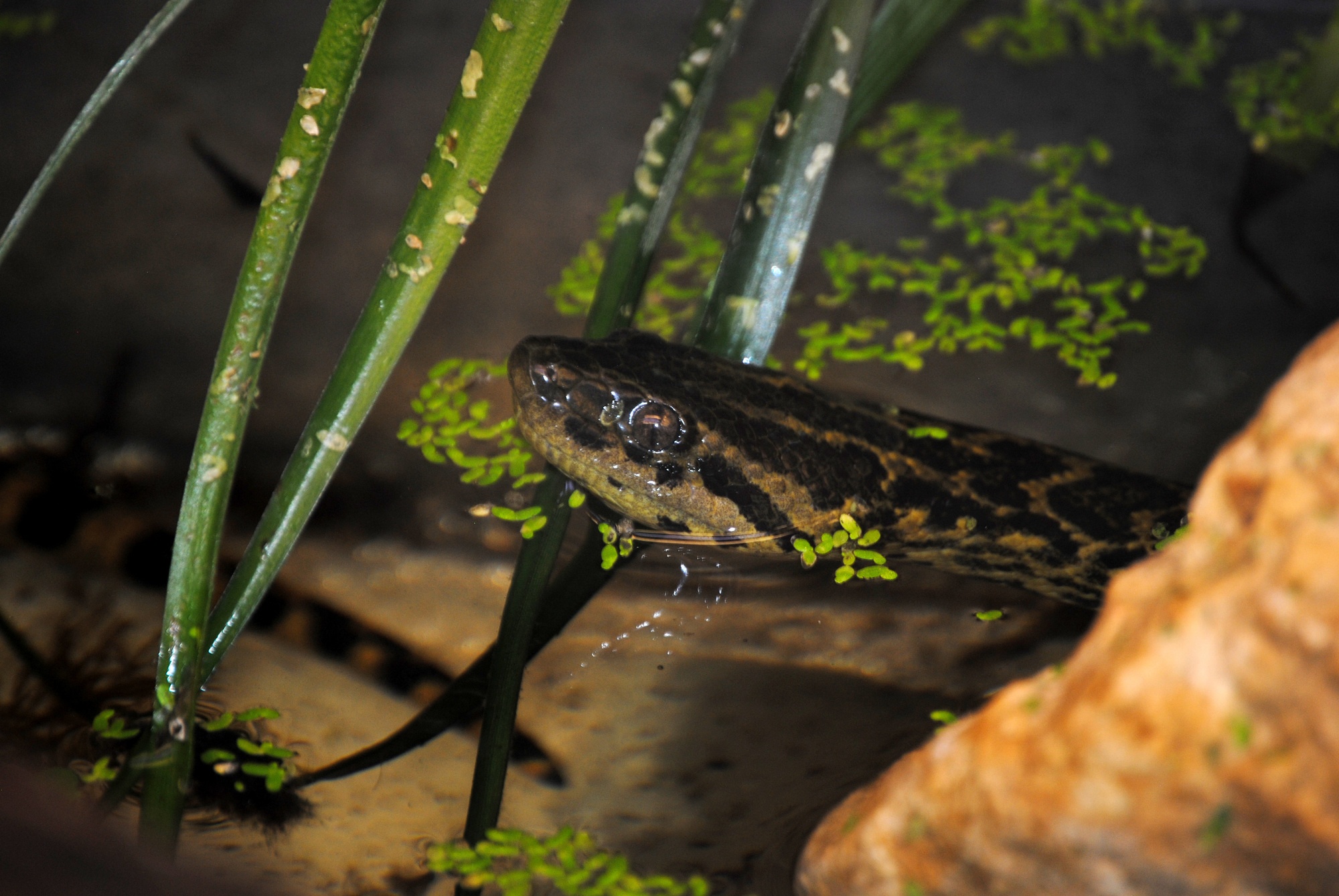 Eine Anakonda (Schlange), Foto:  Auffangstation für Reptilien, München e.V.