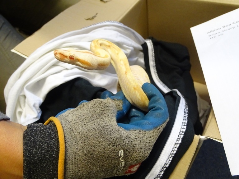 Schlange, Würgeschlage, Gandenhof, Eine äußerst seltene Albino Boa Constrictor Imperator