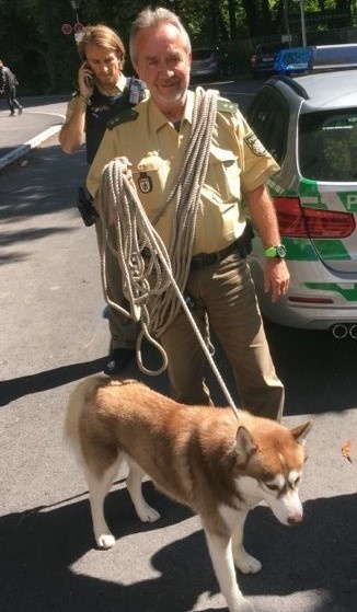 Polizei München: Hundeflüsterer und entlaufener Husky, Foto Polizei München: Hundeflüsterer und entlaufener Husky