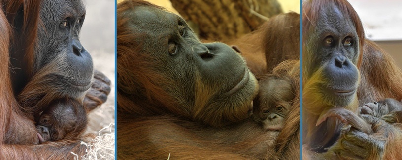 Die Oran-Utan-Mutter mit ihrem Neugeborenen., Foto: Tierpark Hellabrunn / Susanne Bihler