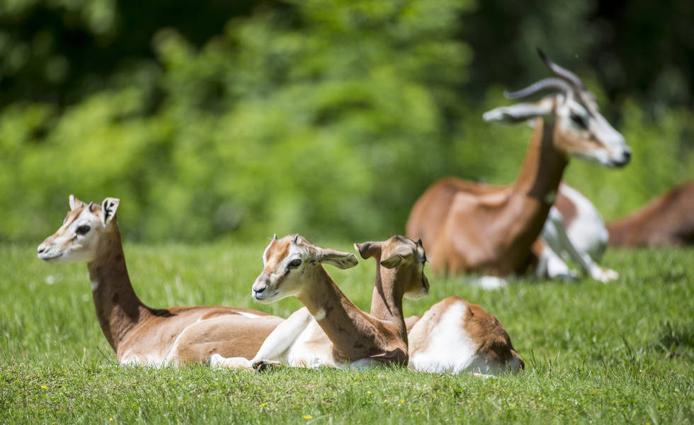 Mhorrgazellen im Tierpark Hellabrunn, Foto: Tierpark Hellabrunn / Marc Müller