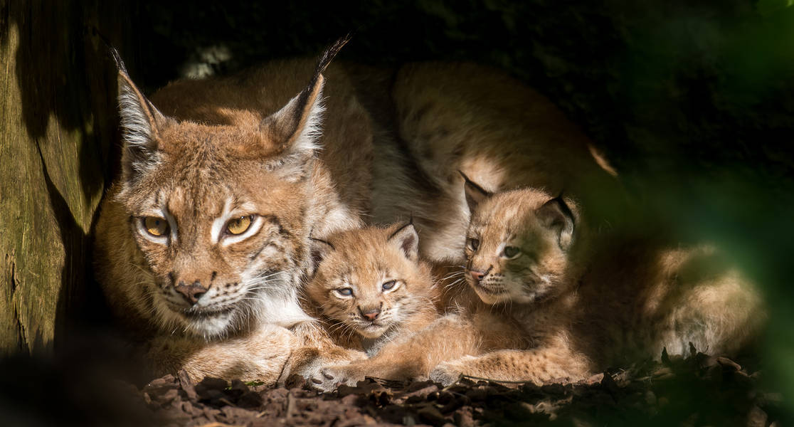 Luchs-mit Babys im Münchner Tierpark Hellabrunn, Foto: Tierpark Hellabrunn / Daniela Hierl