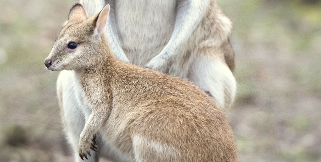 Känguru Baby im Tierpark Hellabrunn, Foto: TIerpark Hellabrunn