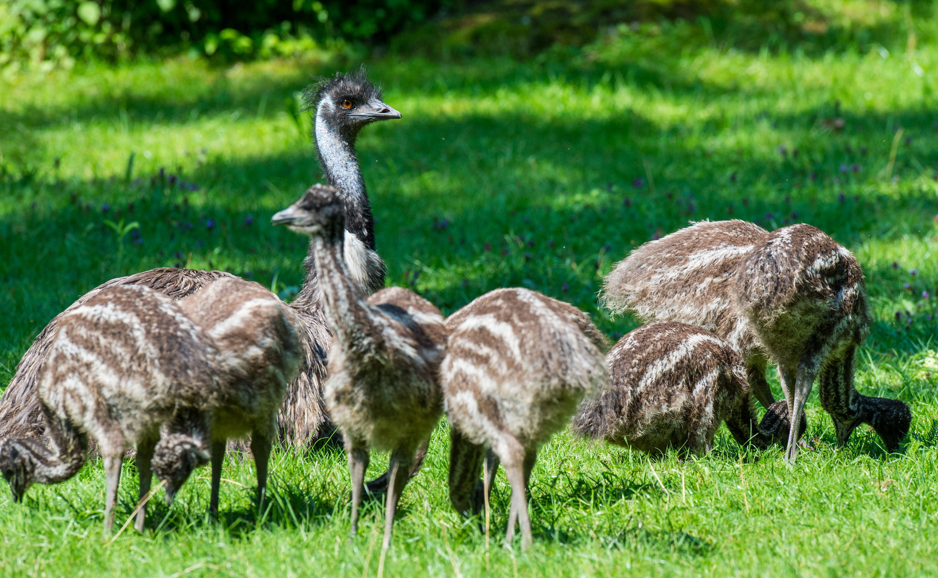 Achtfacher Emu-Nachwuchs mit Emu-Hahn Kanoro im Tierpark Hellabrunn, Foto: Tierpark Hellabrunn / Marc Müller