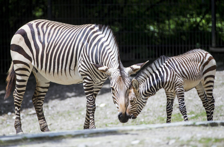 Zebra mit Fohlen im Tierpark Hellabrunn München, Foto: Tierpark Hellabrunn / Marc Müller