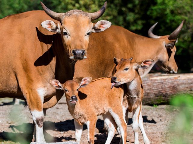 Banteng-Brüder in Hellabrunn, Foto: Tierpark Hellabrunn/ Marc Müller