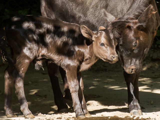 Dahomey-Kälbchen Quh mit seiner Mama, Foto: Tierpark Hellabrunn / Jörg Koch