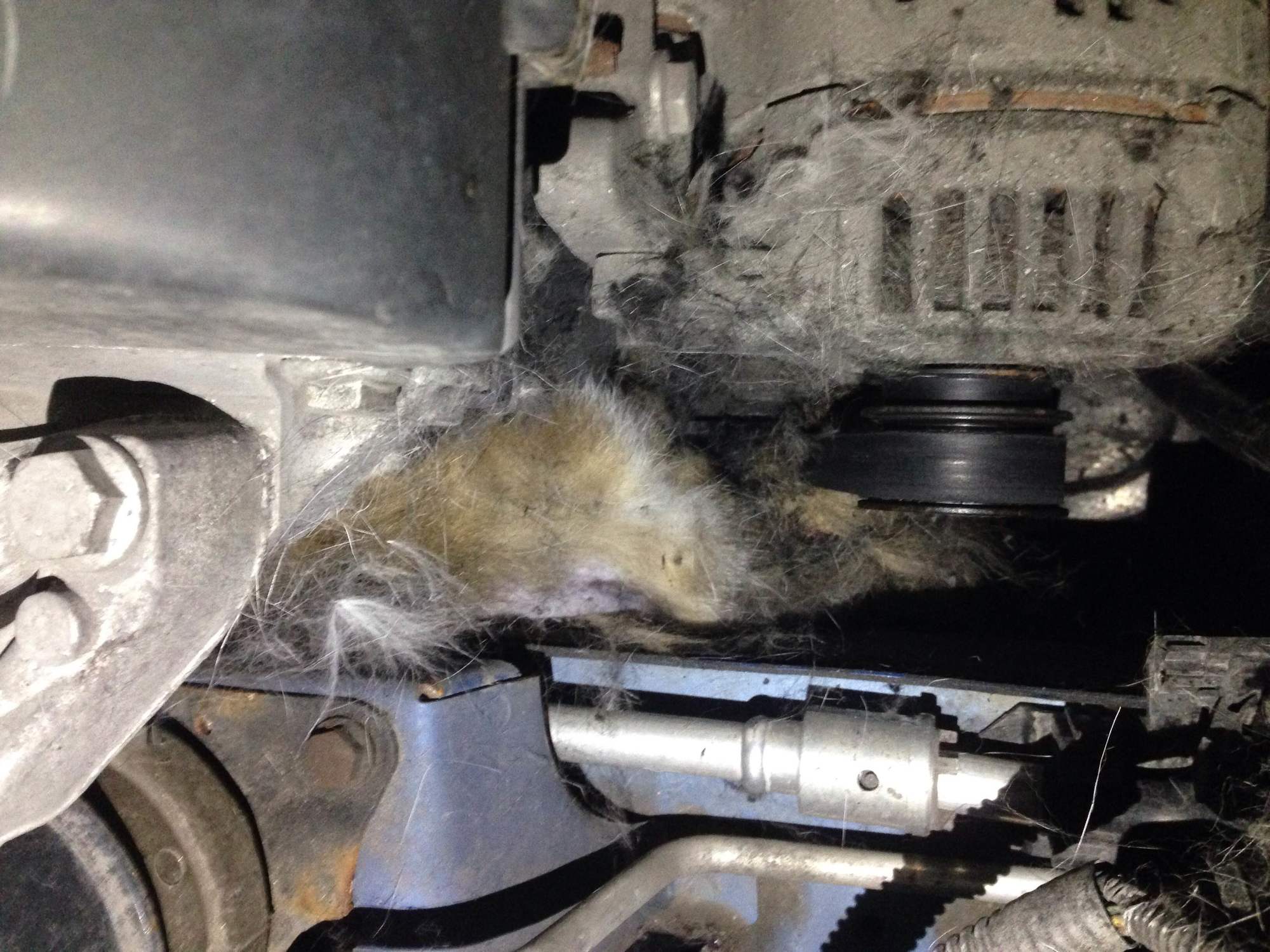 Katze in Motor, Foto: aktion tier – Tierrettung München e. V.
